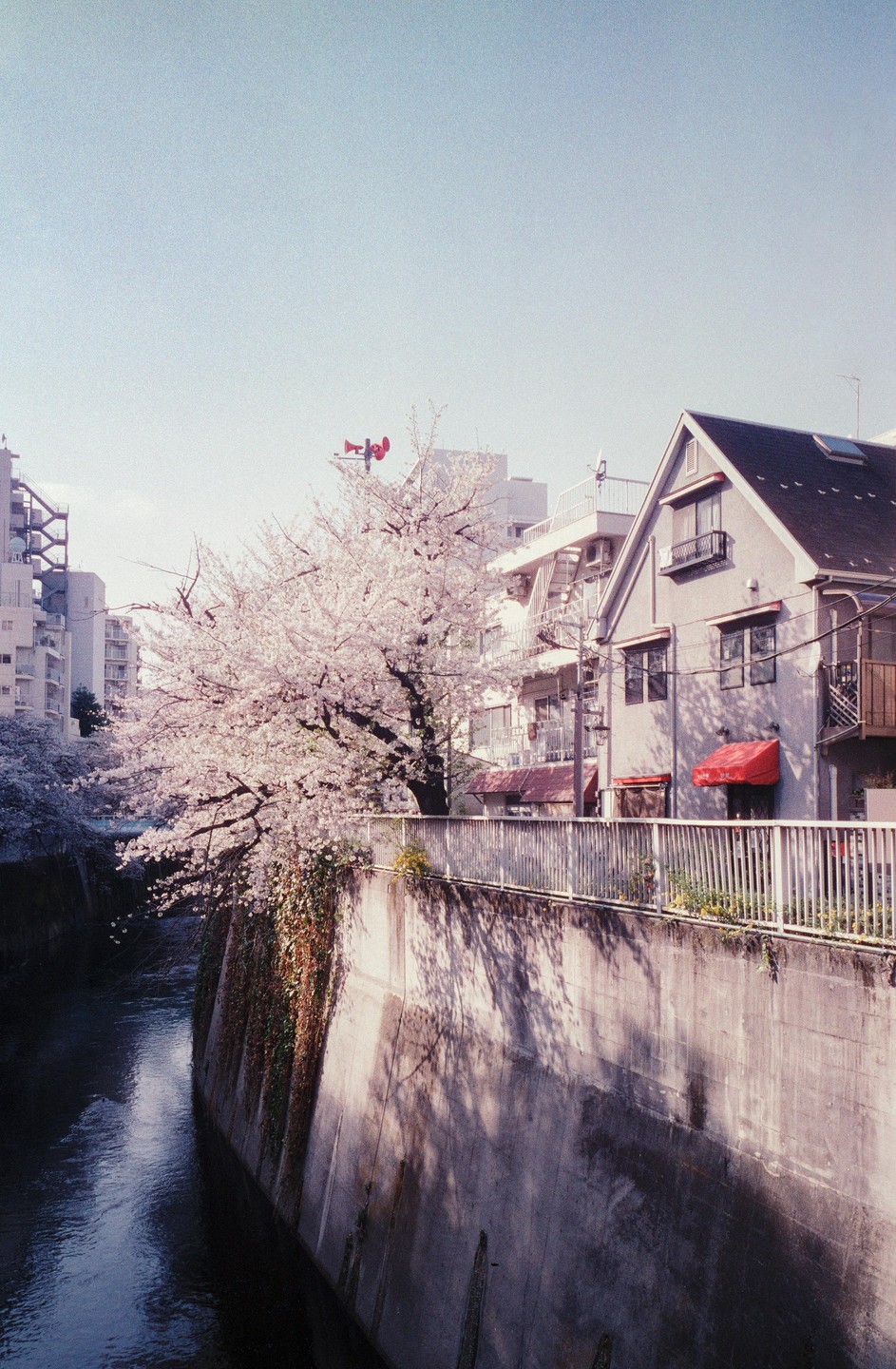 A river flows past a concrete wall with a cherry blossom tree and buildings on the bank.