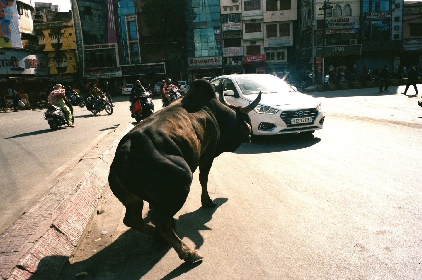 A bull stands in the middle of a busy street with cars and motorbikes passing by in Udaipur.