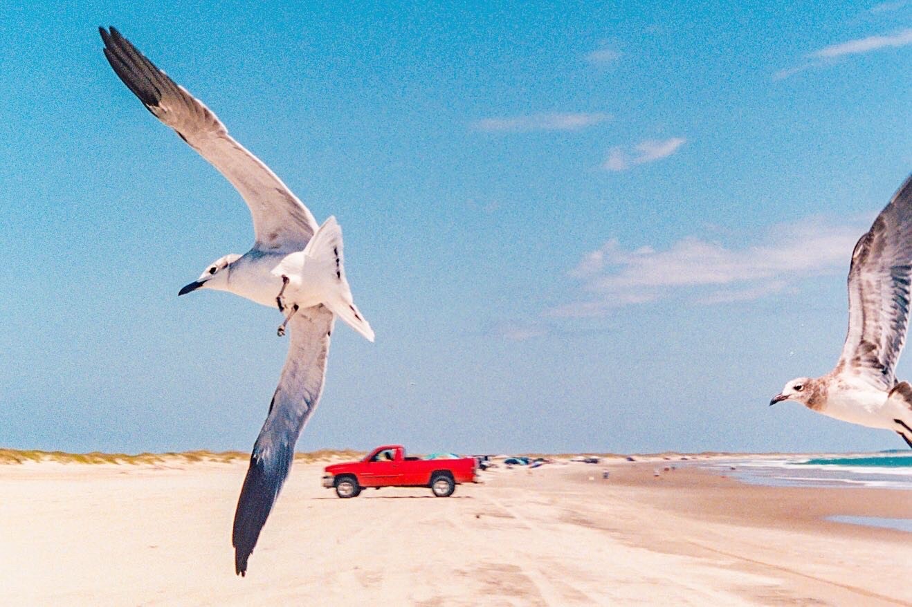 Two seagulls fly over a sandy beach with a red pickup truck parked in the distance.