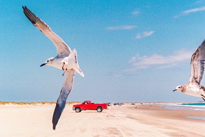 Two seagulls fly over a sandy beach with a red pickup truck parked in the distance.