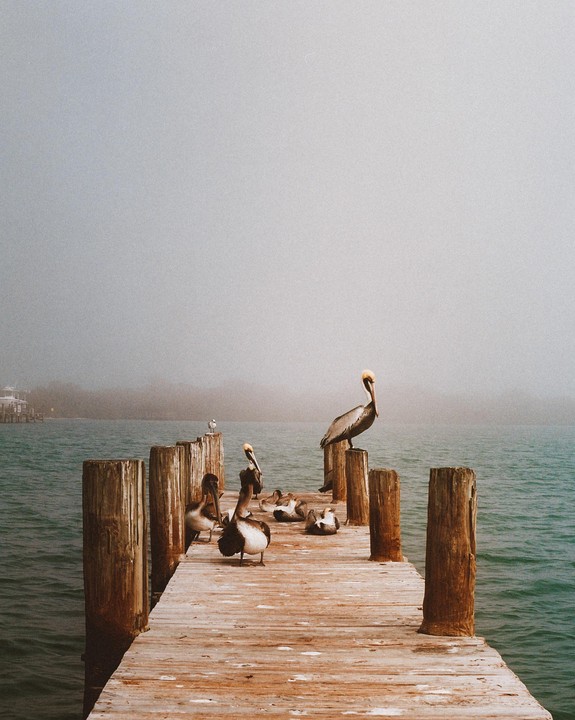 Several pelicans and a seagull are on a wooden dock over calm water under a hazy sky.