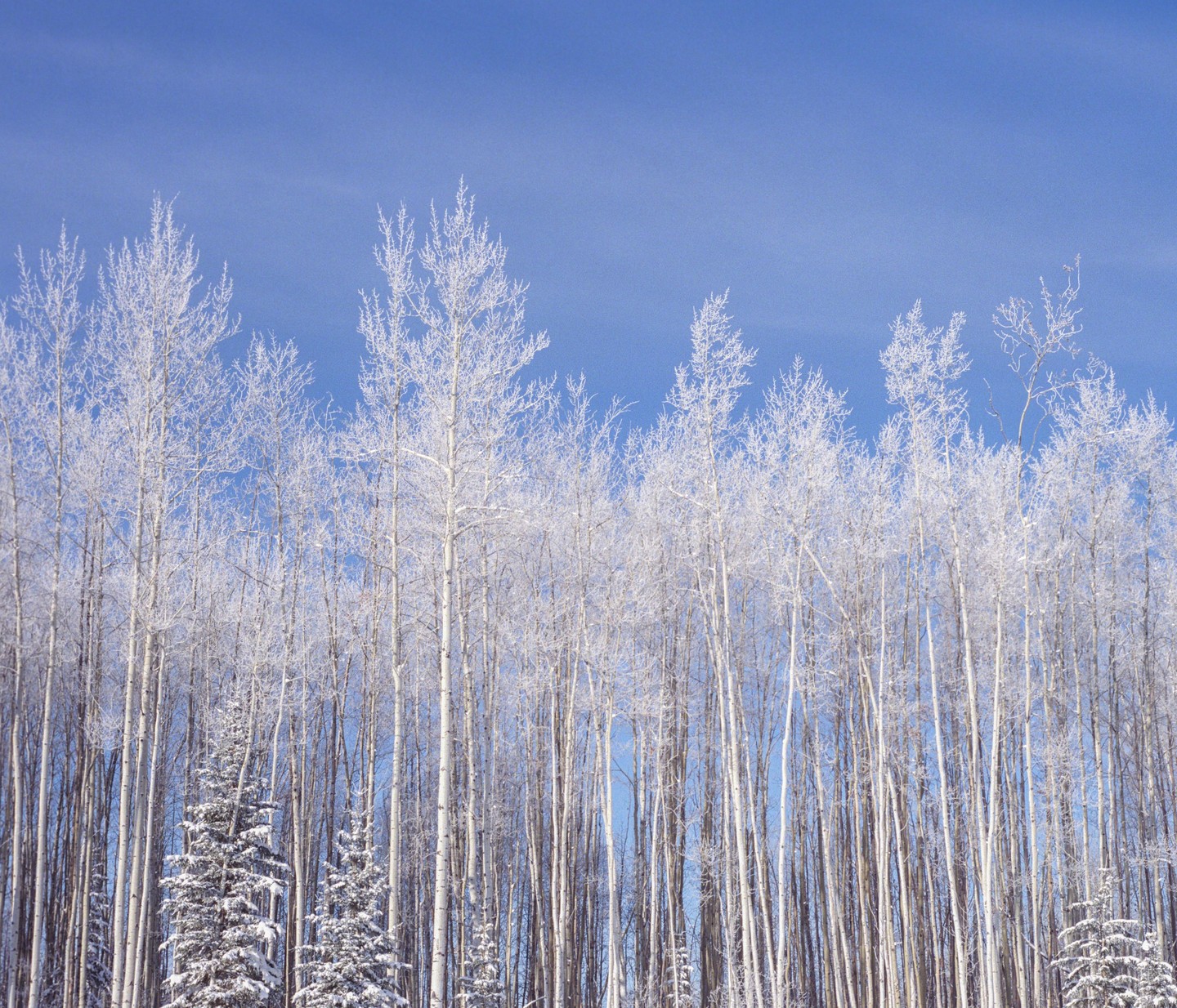 A forest of snow-covered trees stands tall against a clear blue sky.
