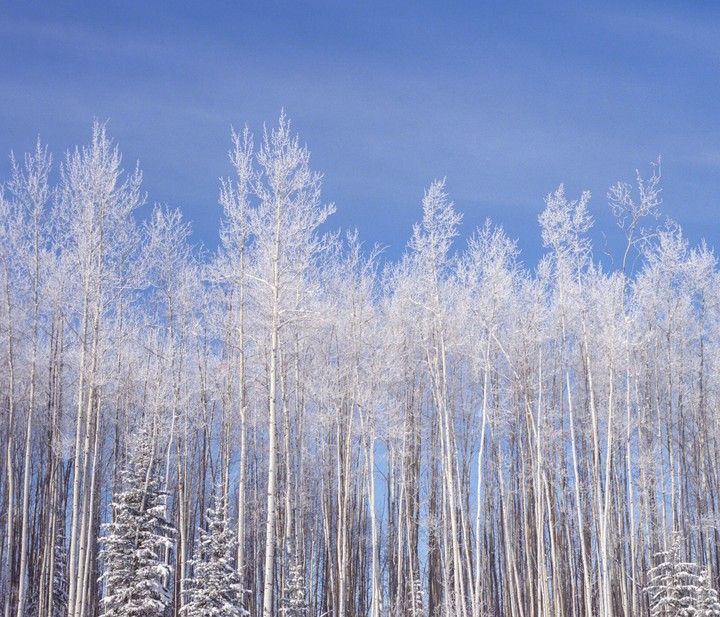 A forest of snow-covered trees stands tall against a clear blue sky.