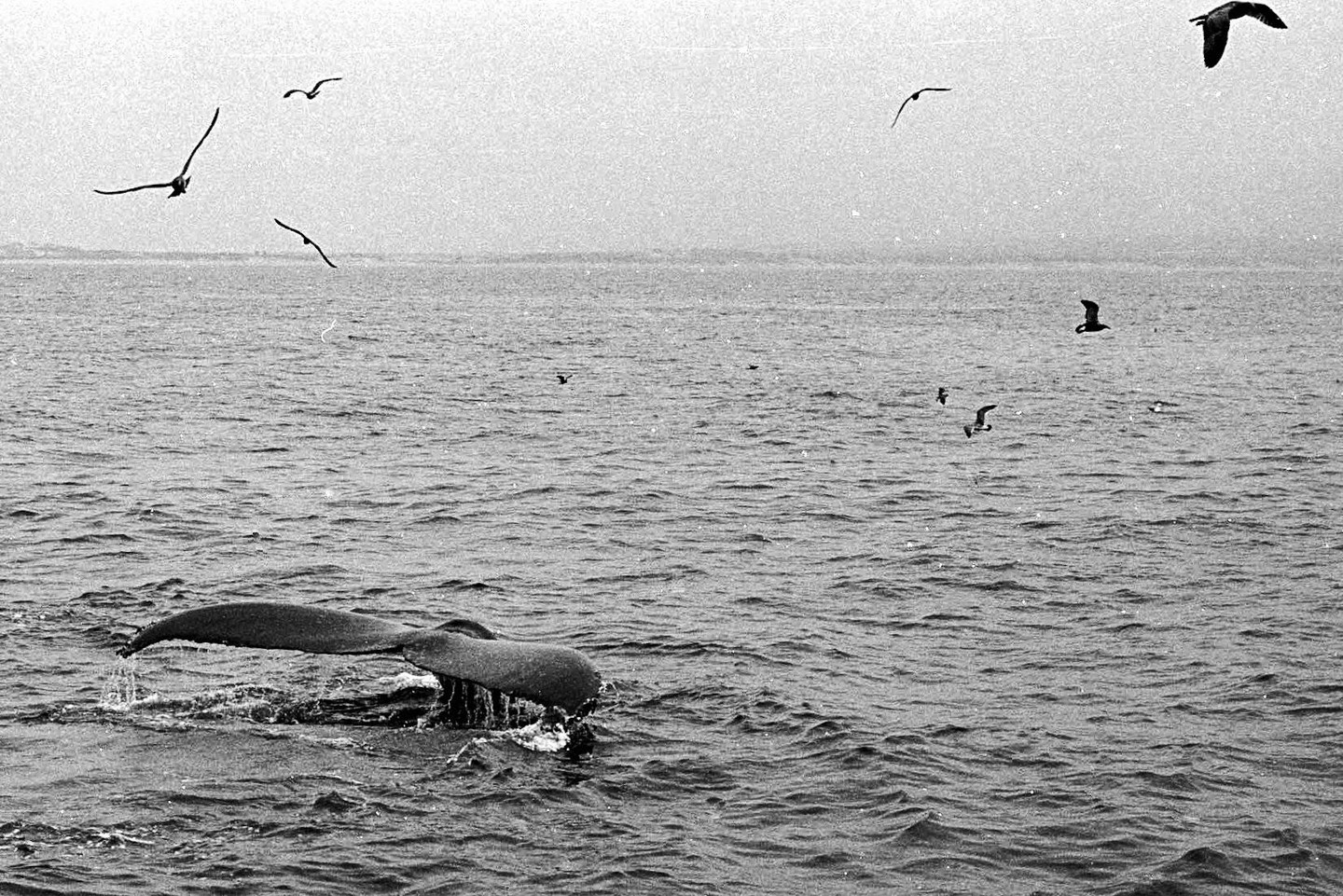 A whale's tail is visible above the water with several birds flying overhead.