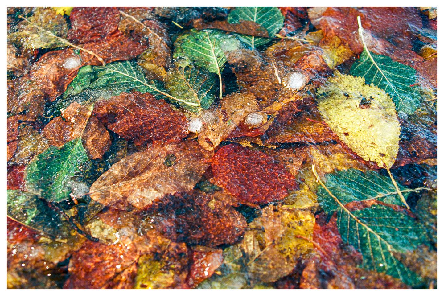 Colorful autumn leaves are frozen in the surface of a pond.