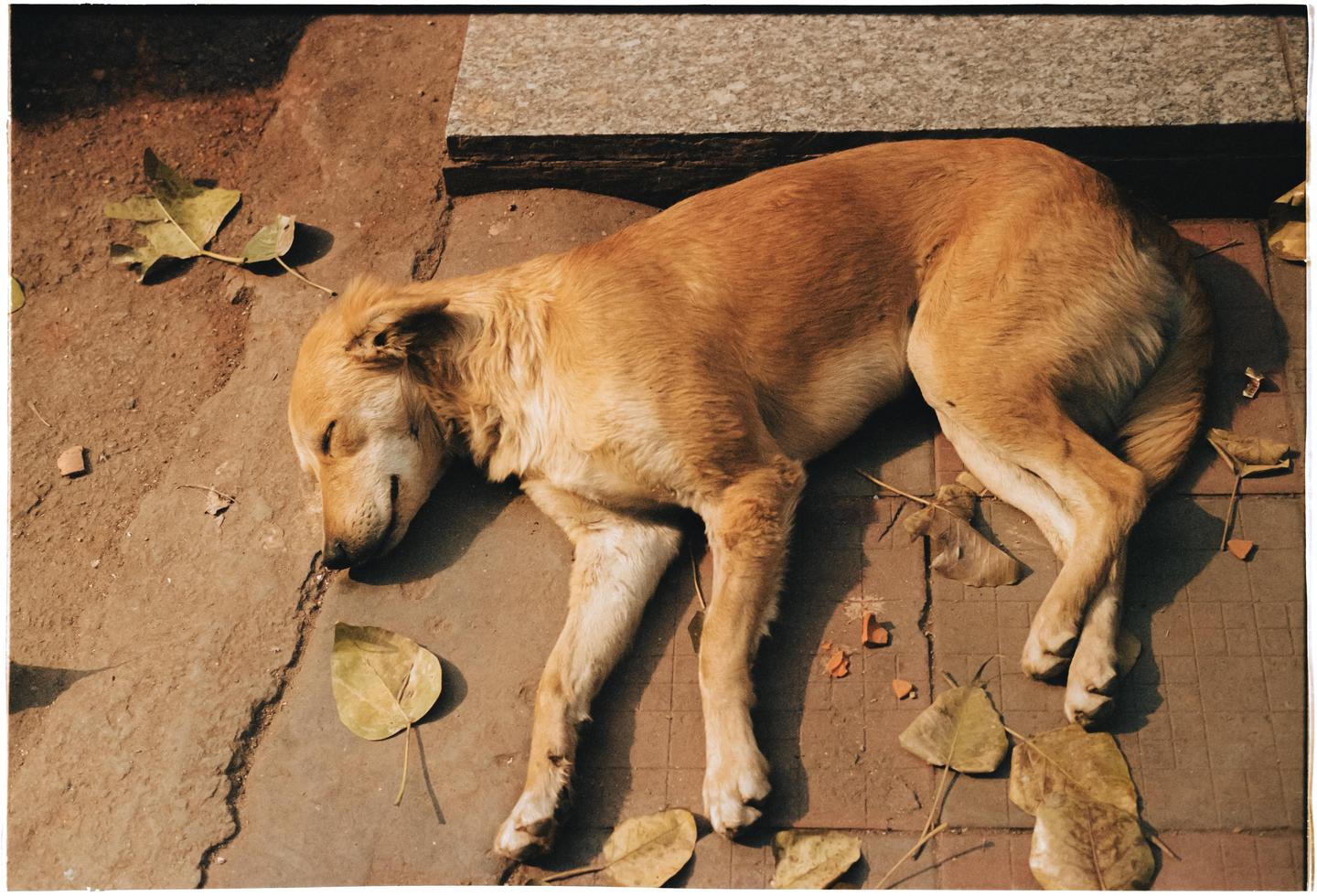 A light brown dog sleeps on a dirt and brick ground scattered with dry leaves.