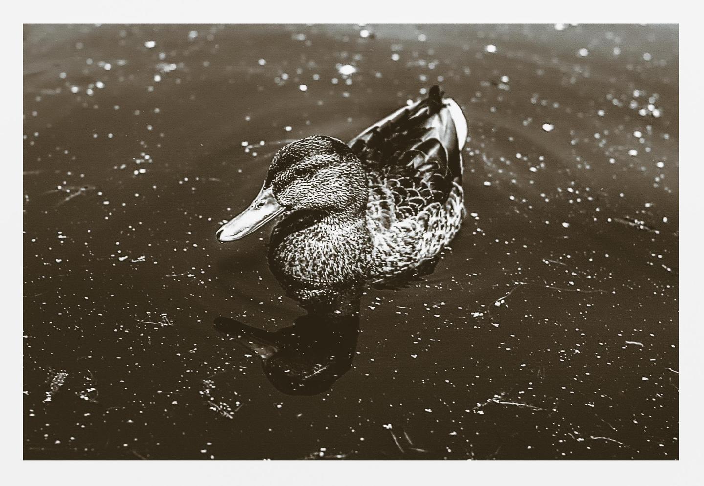 A duck swims in water with many small reflections.