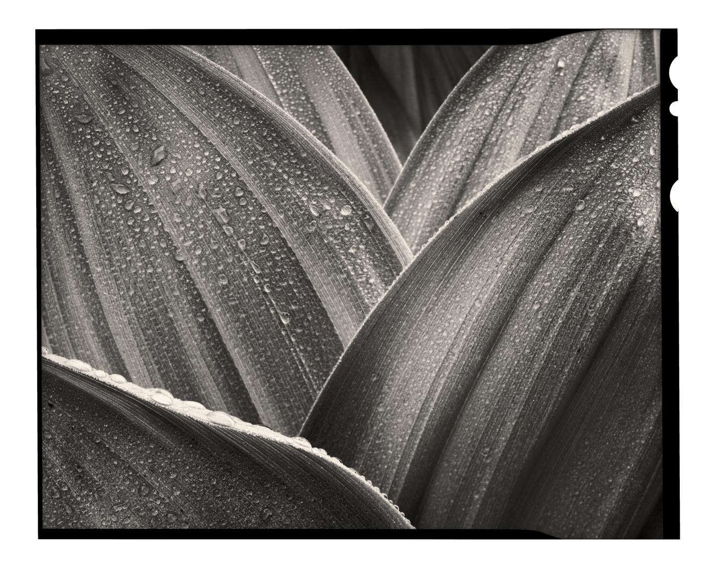 A close-up view shows several large leaves covered in many small water droplets.