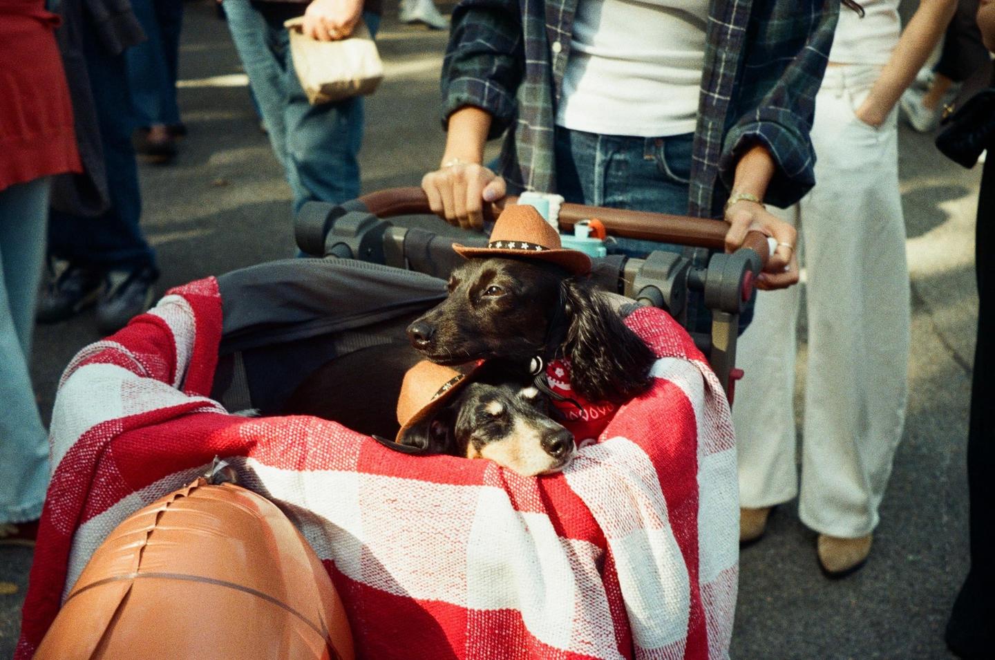 Two dachshunds wearing cowboy hats are sitting in a stroller covered with a red and white checkered blanket.
