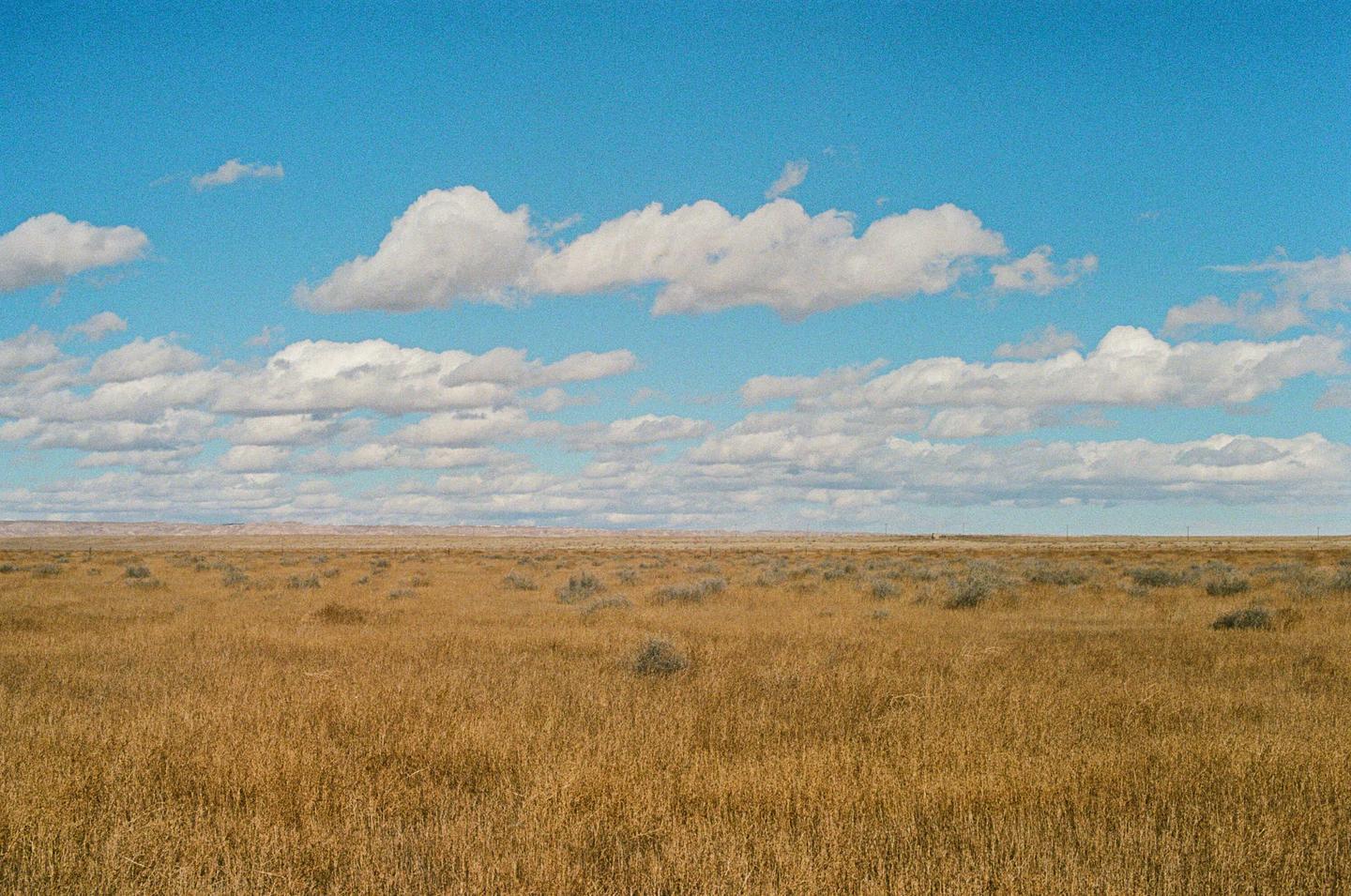 A vast field of dry grass stretches under a blue sky with scattered white clouds.