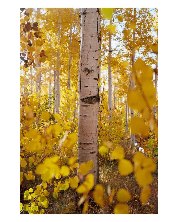 A forest of aspen trees with bright yellow autumn foliage is seen from a low angle.