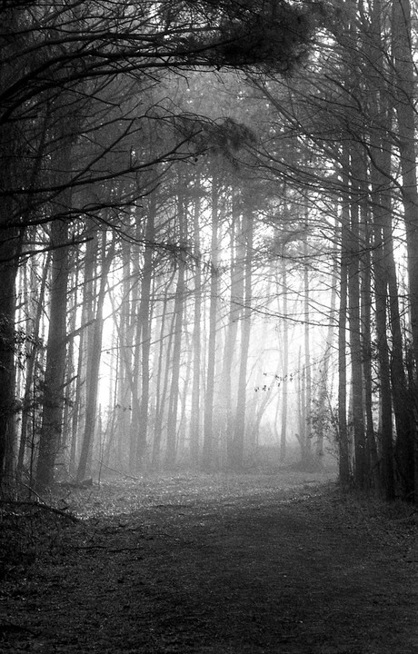 A path leads into a dense forest shrouded in morning fog, with tall trees disappearing into the mist.