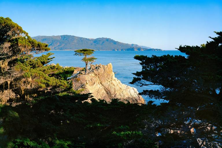 A lone tree stands on a rocky outcrop overlooking the ocean, framed by other trees.
