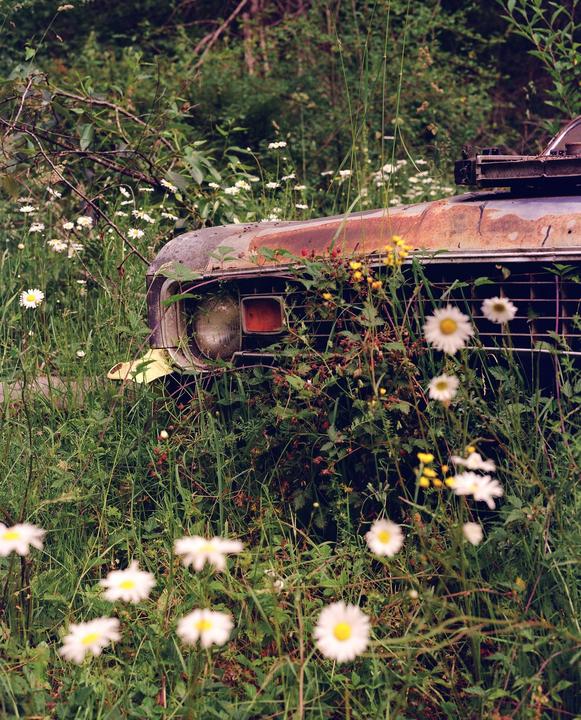 A rusty car is overgrown with grass and wildflowers in a forest.