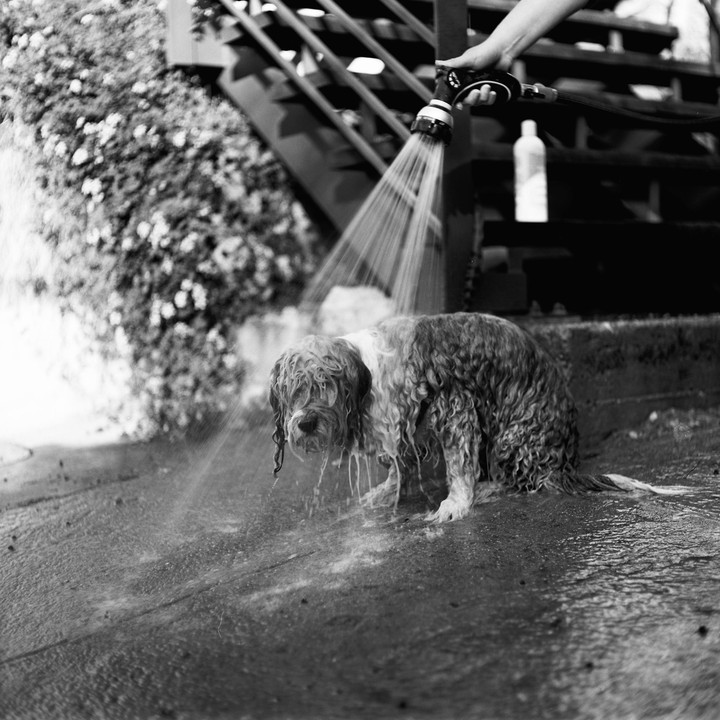 A wet dog is being sprayed with water from a hose held by a person.