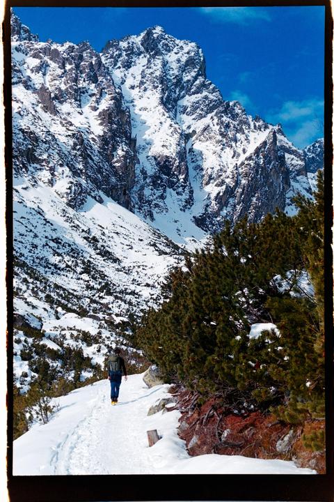 A man walks along a snowy path next to pine trees with a large snow-covered mountain in the background.