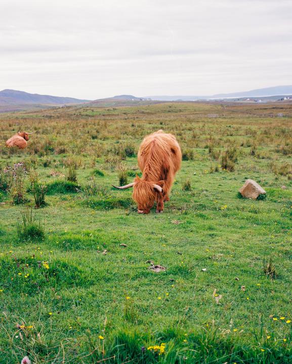 A highland cow grazes in a field with another cow in the distance under a cloudy sky.