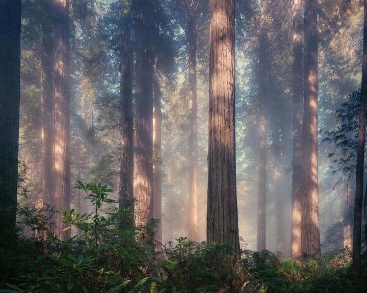 Sunlight streams through a hazy forest of tall trees with green undergrowth.