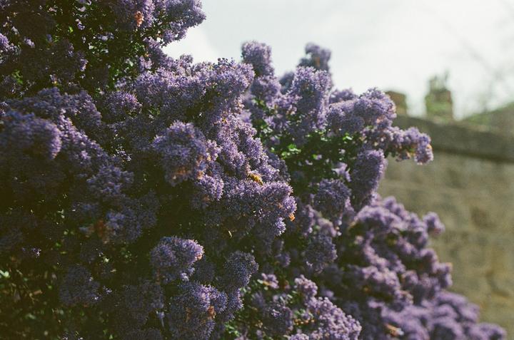 A close-up shot shows purple flowers with a bee on one of the blossoms and a blurred building in the background.