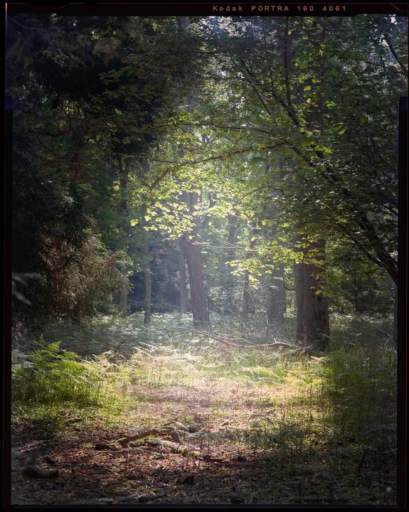Sunlight illuminates a path through a forest with ferns and trees.