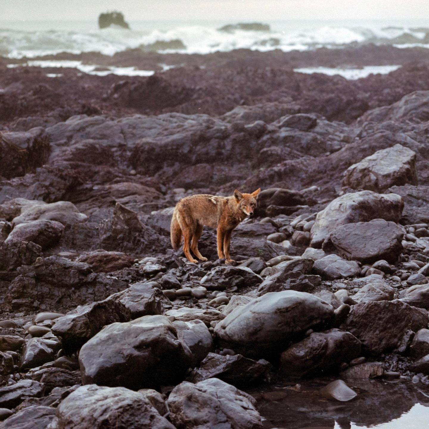 A coyote stands on a rocky beach with waves crashing in the background.