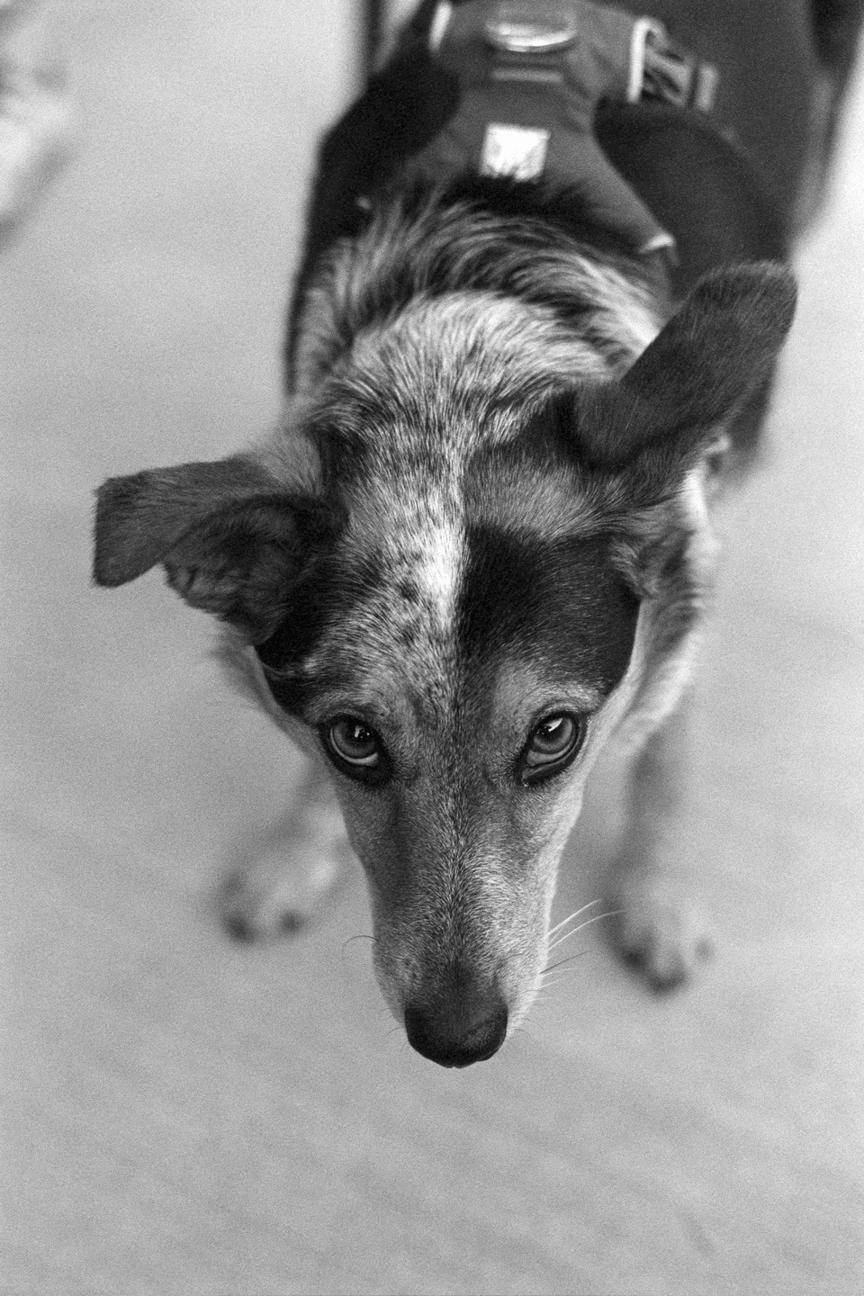 A dog with a harness looks up at the viewer.