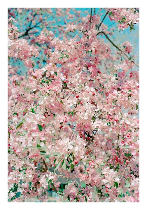 A tree with many pink blossoms and some small red berries is shown against a bright blue sky.