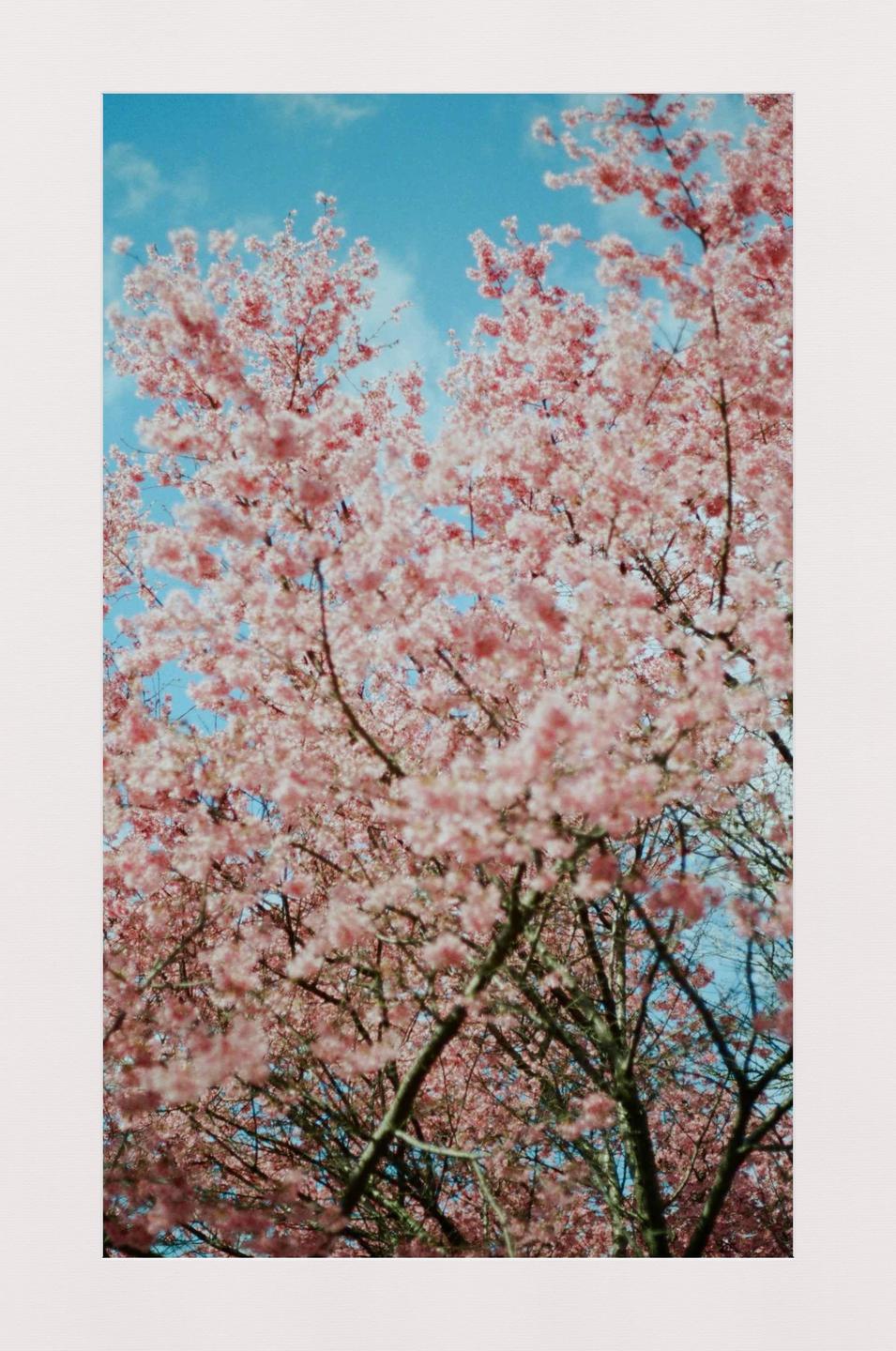 Pink cherry blossoms fill the frame against a bright blue sky.