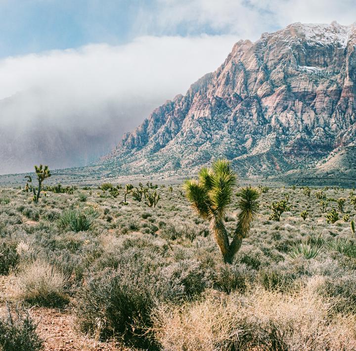 A desert landscape features Joshua trees and other desert plants with a large mountain range in the background.