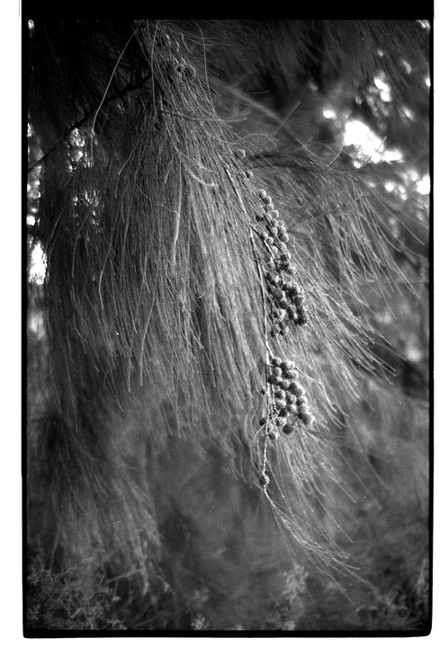 A close-up, black and white shot shows pine needles and pine cones.