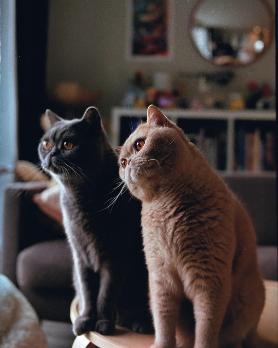 Two cats with orange eyes sit side by side, looking up and to the left.