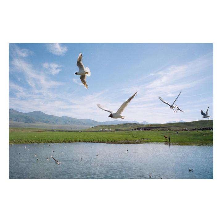 Several birds fly over a lake with green hills and mountains in the background.