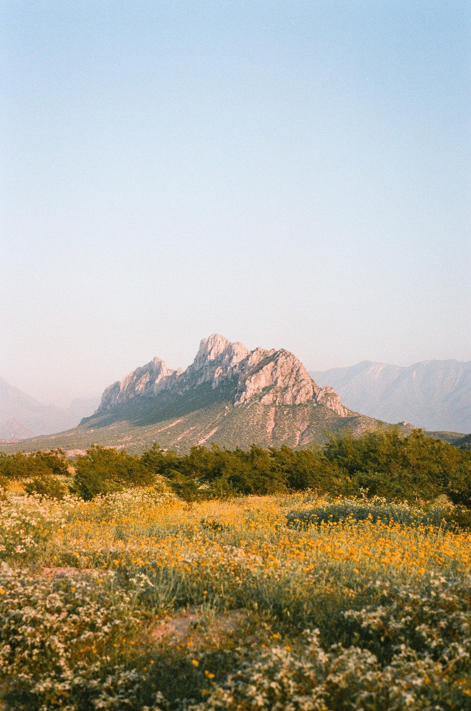 A field of yellow and white wildflowers sits in front of a rocky mountain range under a clear sky.