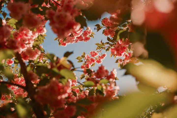 Pink blossoms on tree branches are visible against a clear blue sky.