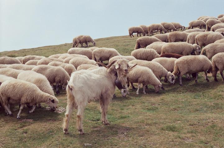 A goat with a bell around its neck stands among a herd of sheep grazing on a grassy hillside.