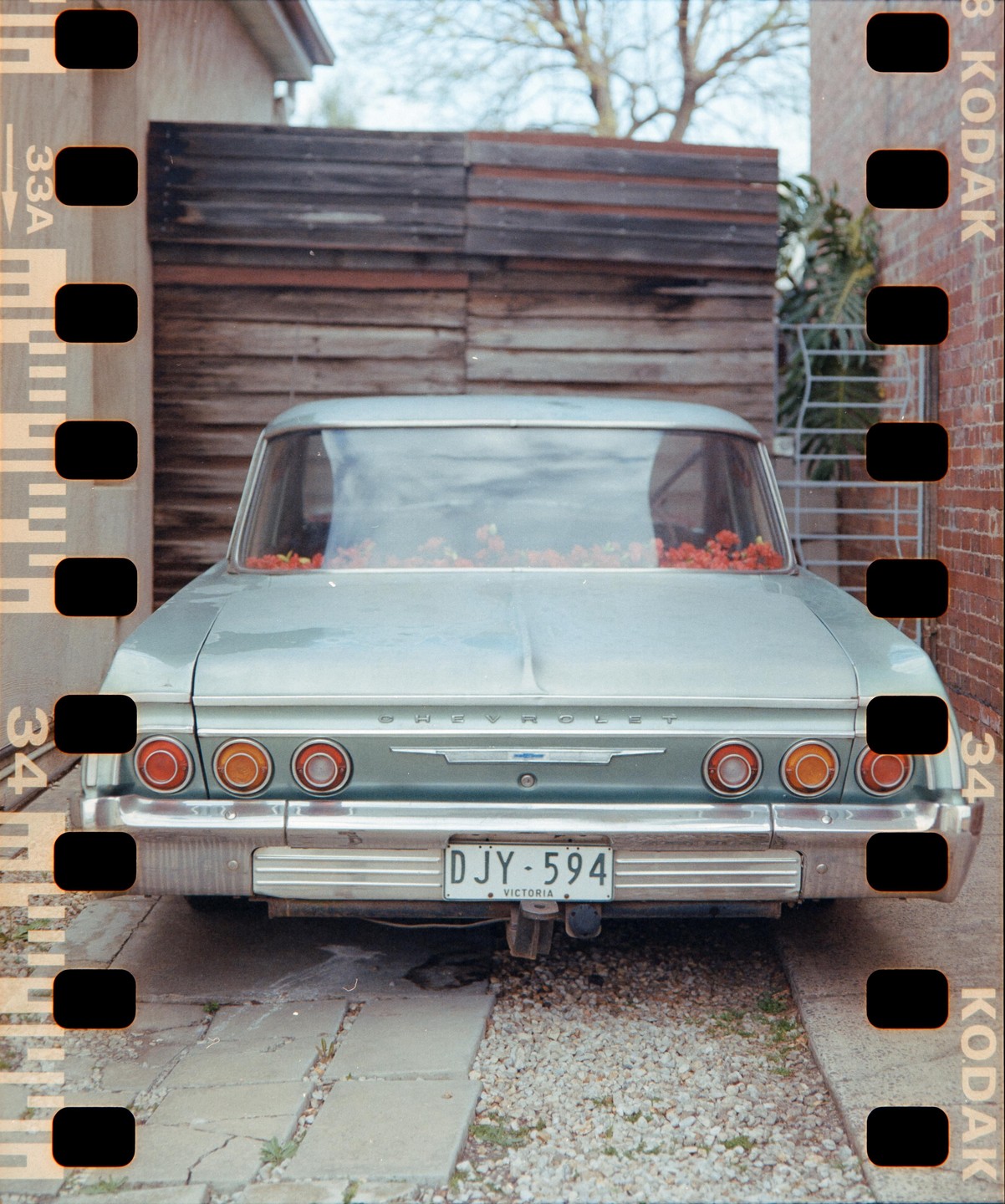 The rear of a light blue Chevrolet car with red flowers on its back seat is parked on a gravel and paved driveway.