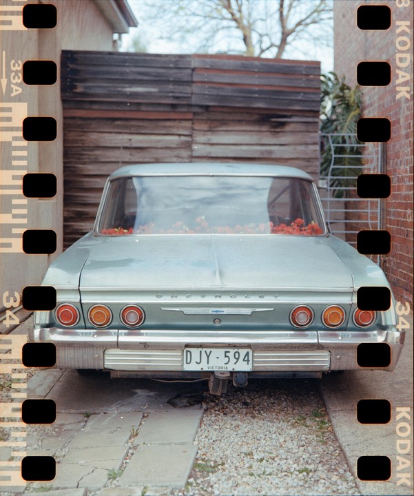 The rear of a light blue Chevrolet car with red flowers on its back seat is parked on a gravel and paved driveway.