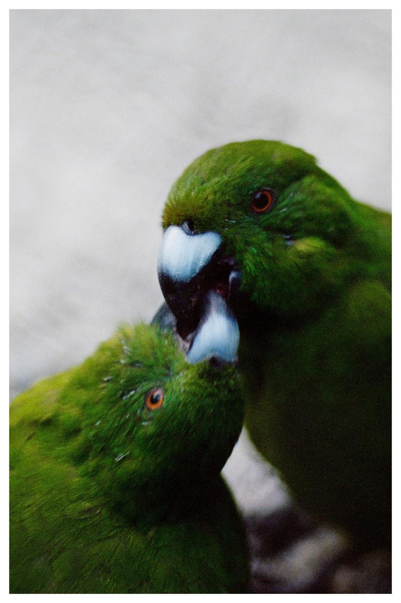 Two green parrots with orange eyes and white beaks are touching beaks.