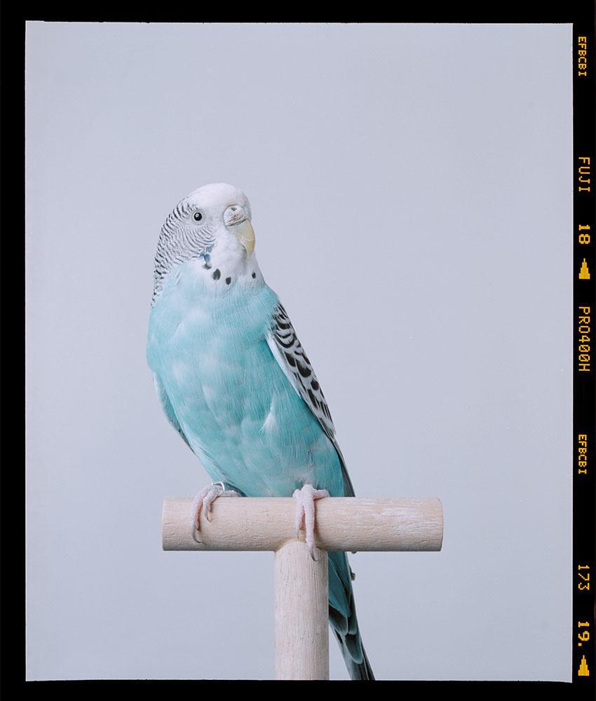 A blue parakeet perches on a wooden stand against a plain background.