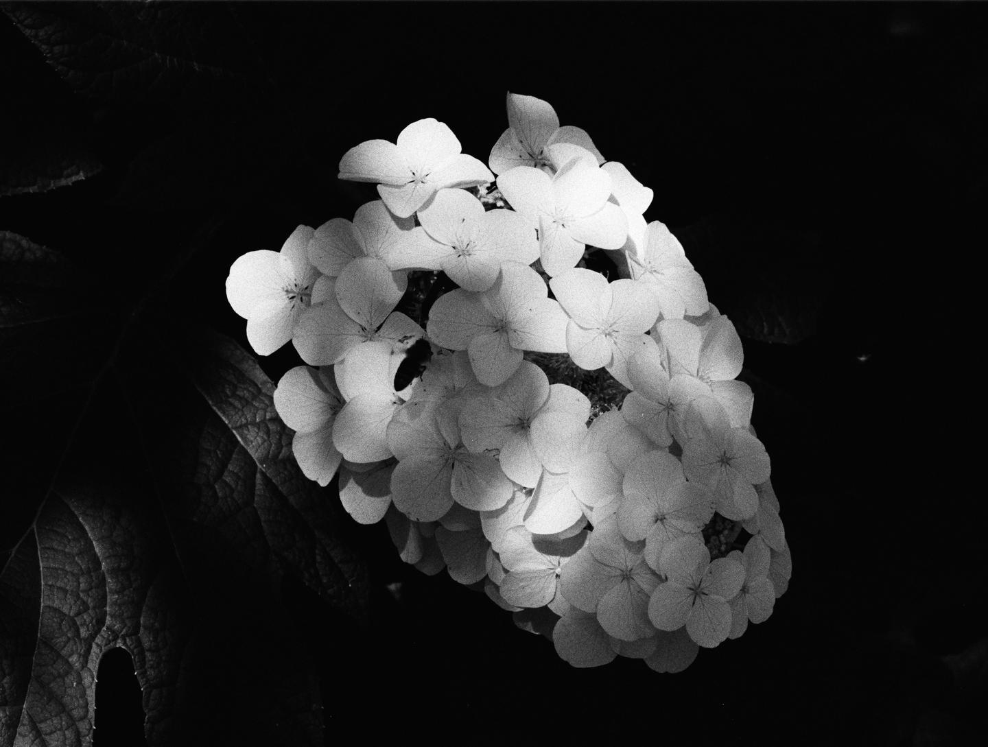 A cluster of white flowers is brightly lit against a dark background of leaves.