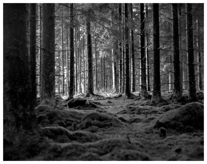 A dense forest with tall trees and a mossy ground is captured in black and white.