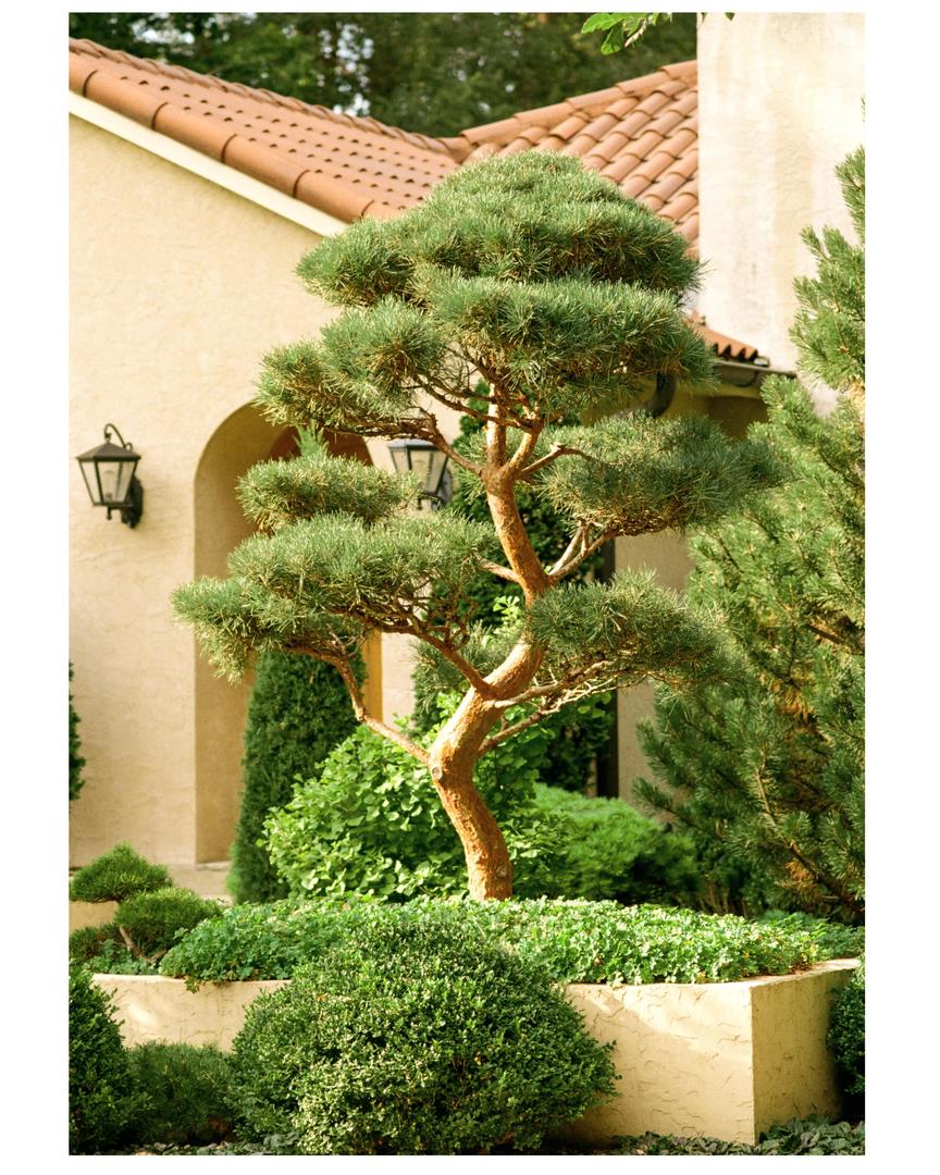 Japanese Pine | Canon F1-n | Fd 135mm f/2.8 | ColorPlus 200, shot on CANON NEW F-1