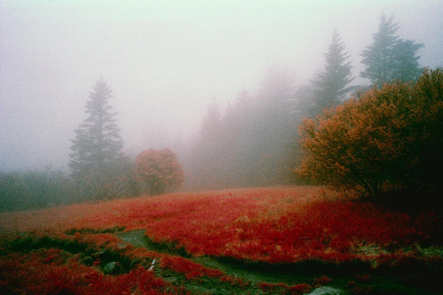 A foggy landscape features a path winding through red foliage with trees in the background.