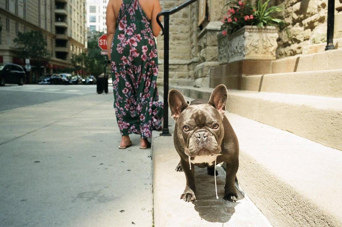 A french bulldog with drool hanging from its mouth stands on a sidewalk next to a woman in a floral dress.