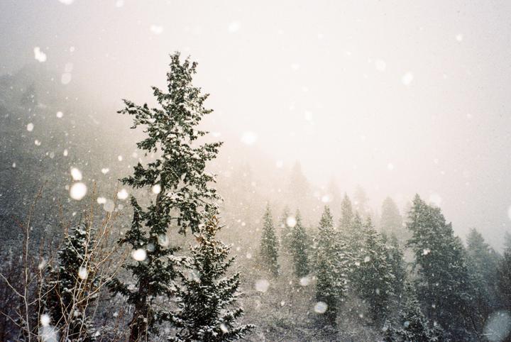 A snowstorm blankets a forest of evergreen trees.