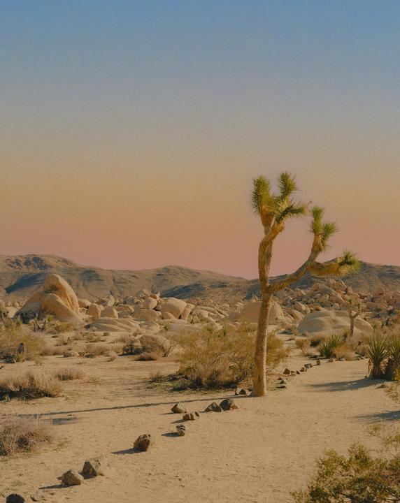 A Joshua tree stands in a desert landscape with mountains and boulders under a colorful sky.