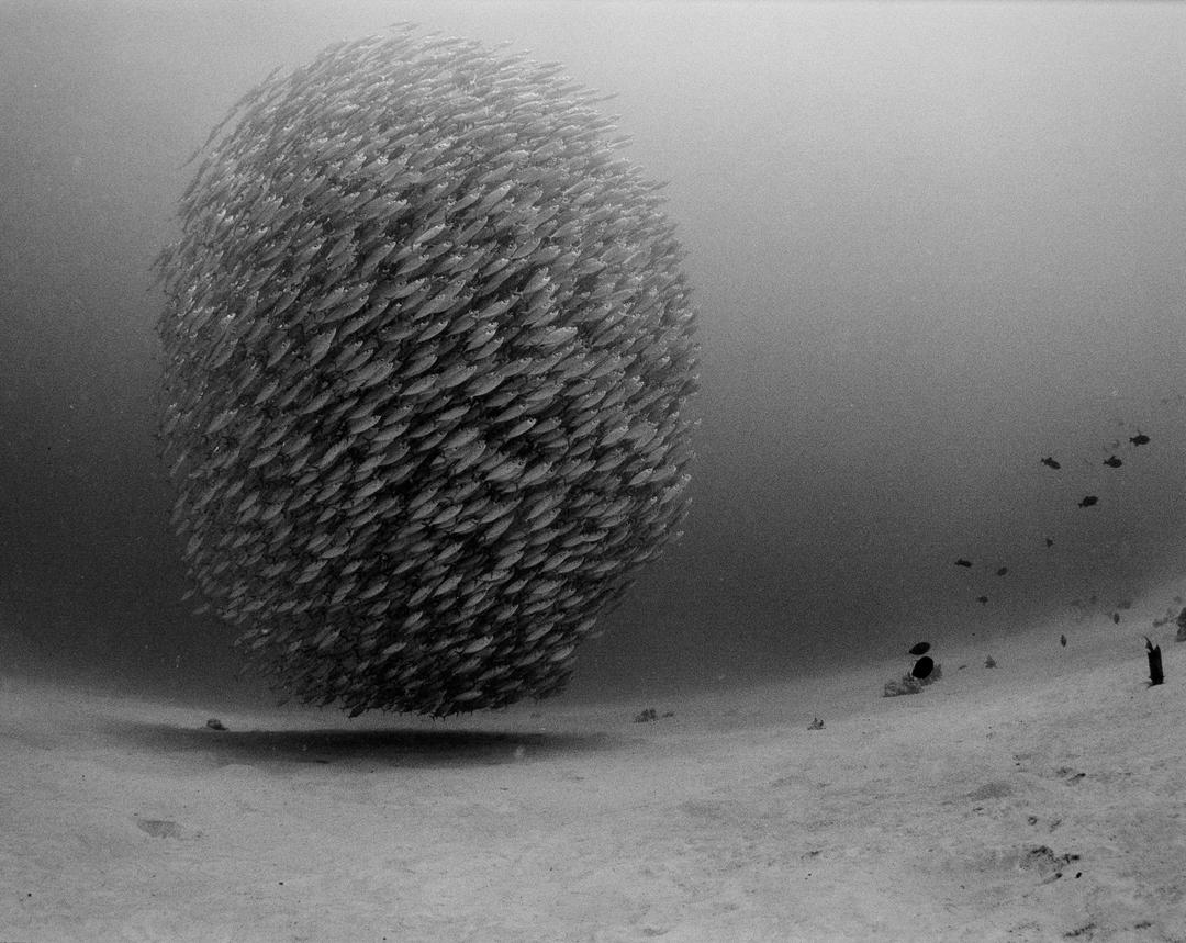 Nikonos ii/Sea & Sea 12mm/ Acros 100, shot on NIKONOS II