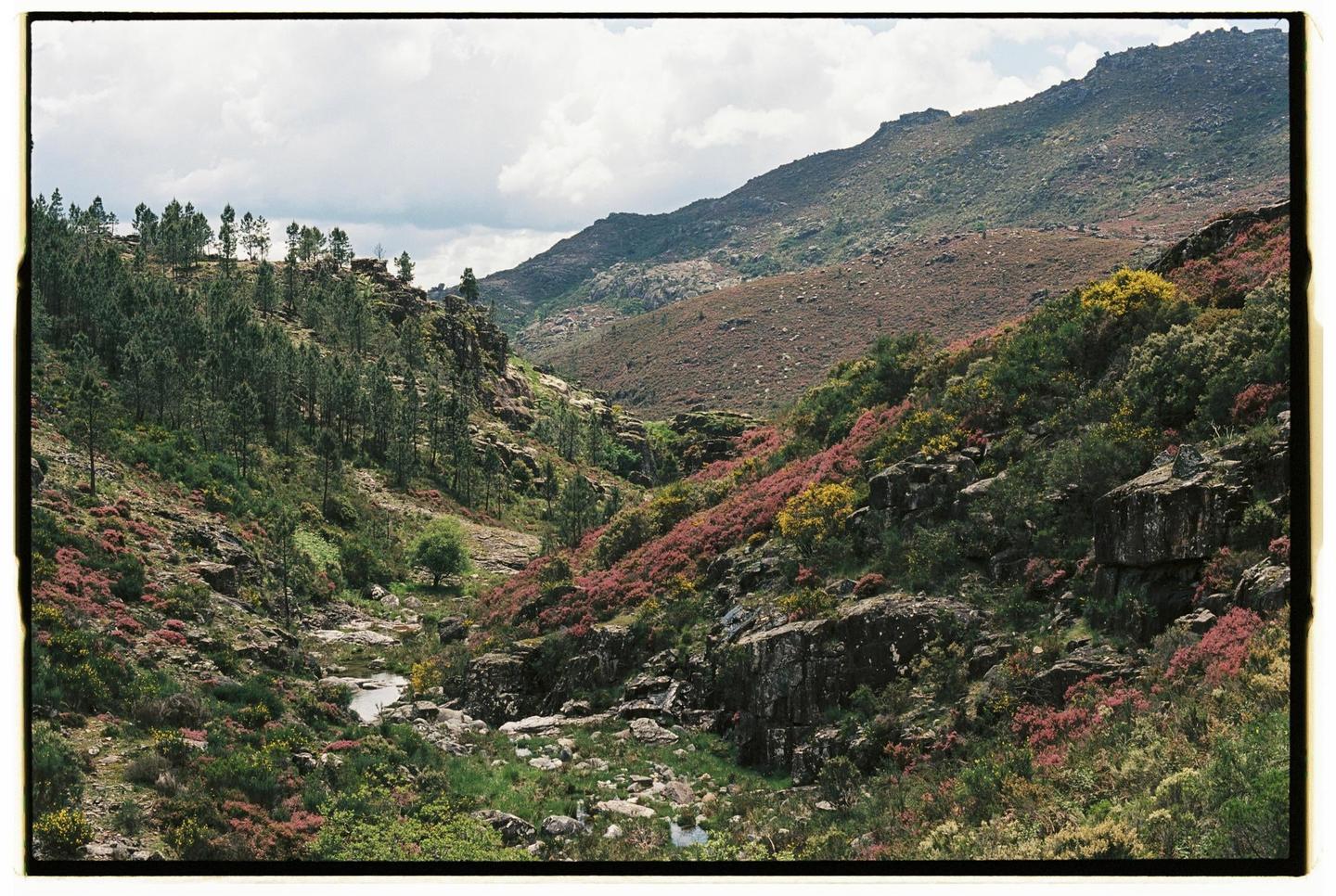 A valley with a stream running through it is surrounded by mountains covered in trees and colorful wildflowers.