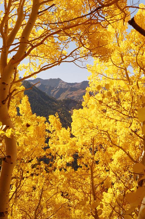 Golden aspen trees frame a view of a mountain range.