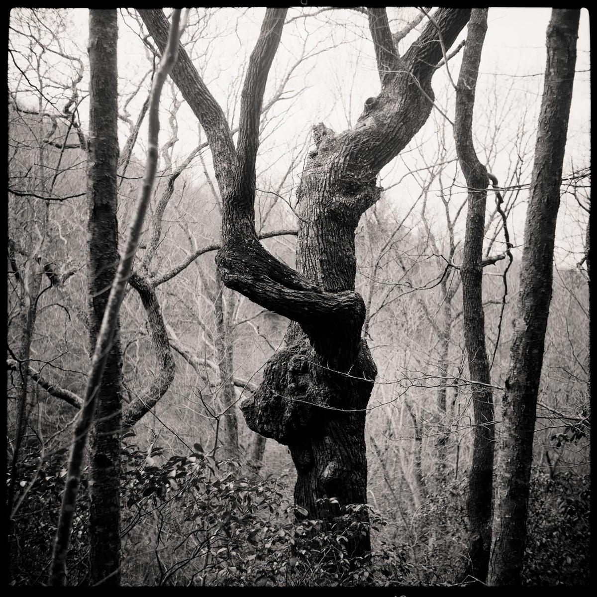 A gnarled tree with a large burl on its trunk stands in a forest of bare trees.